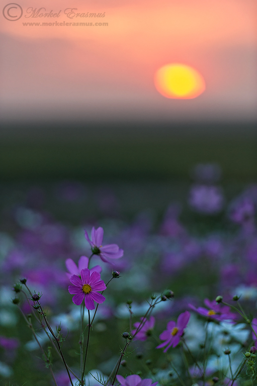 Cosmos Sunset