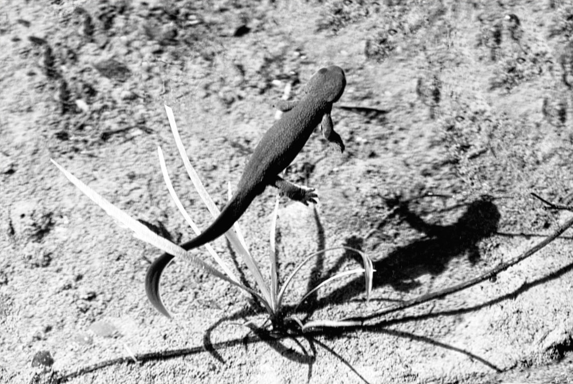 Newt