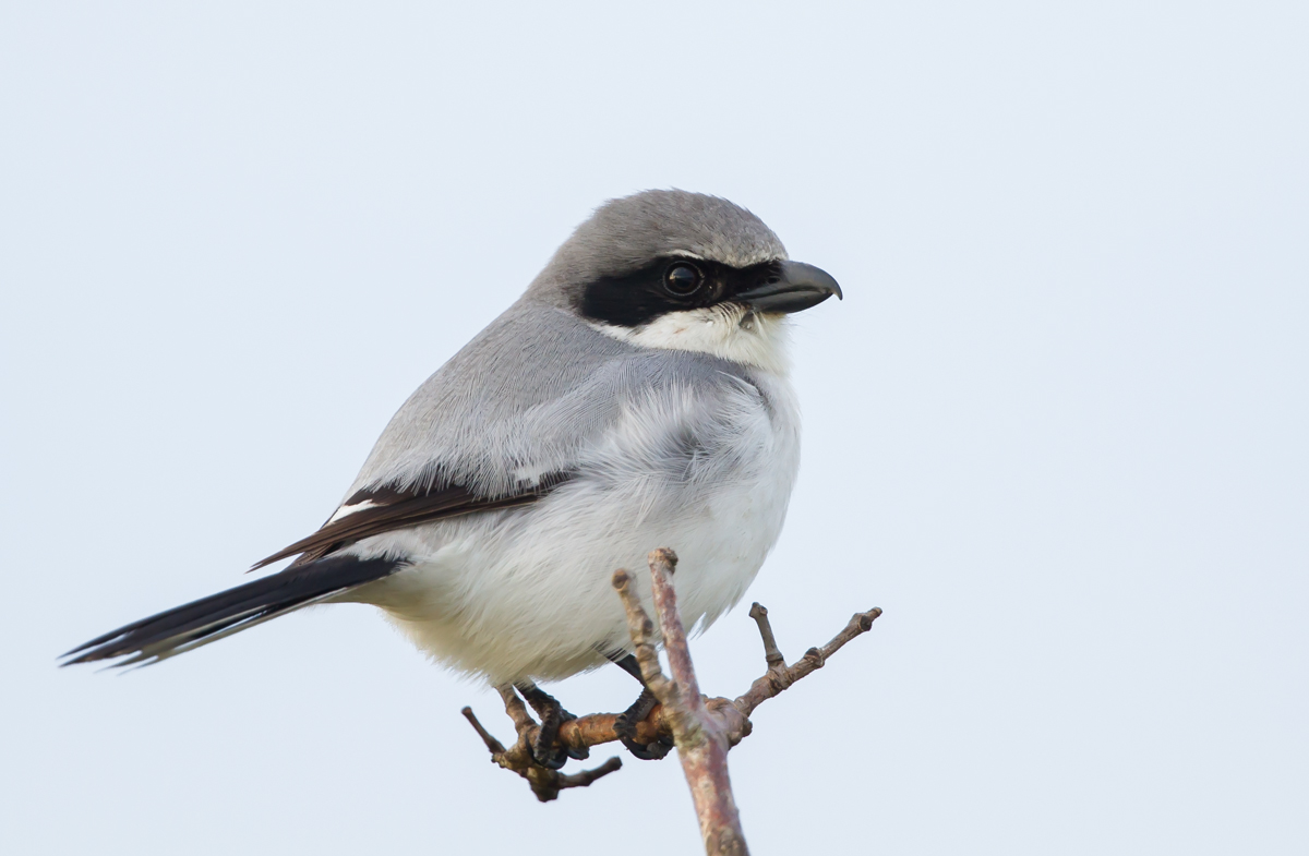 Loggerhead Shrike