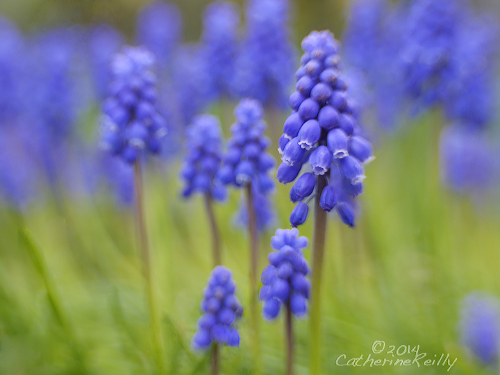 Muscari Forest