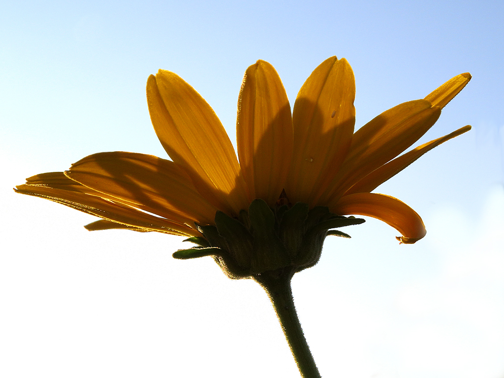 Sun flower 626