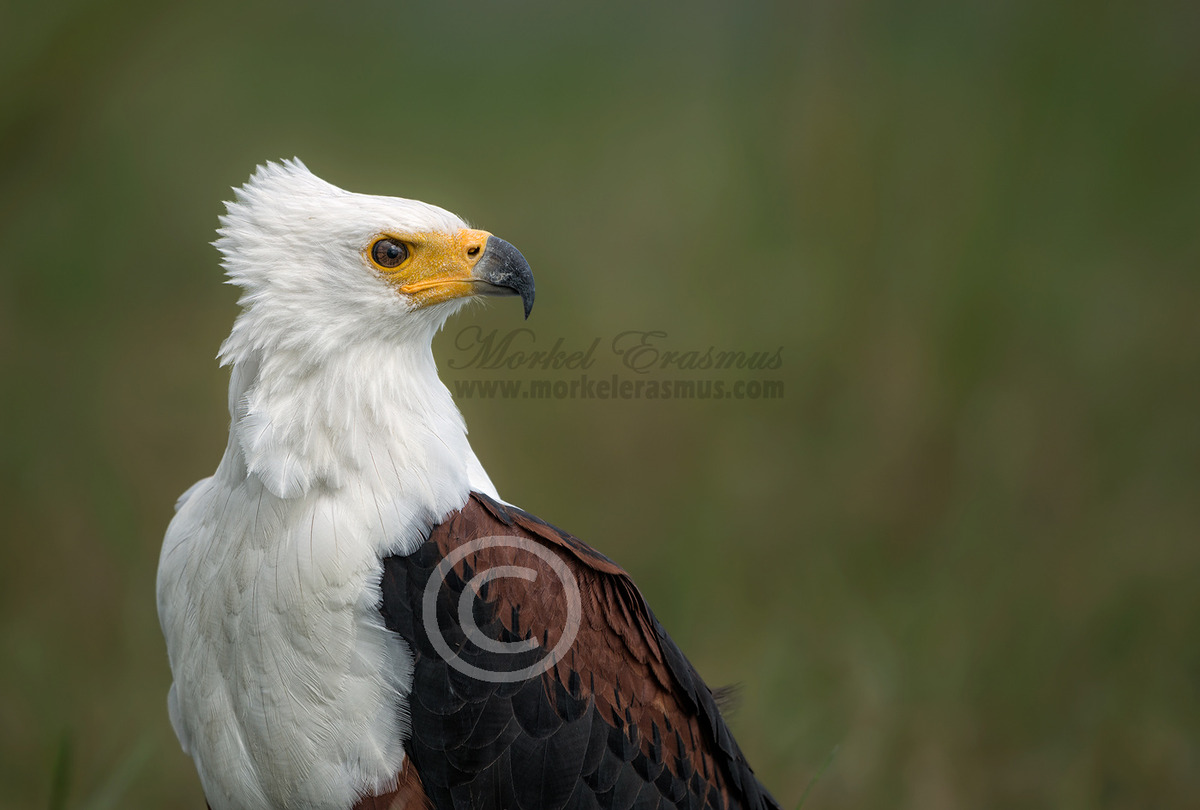 Regal Fish Eagle