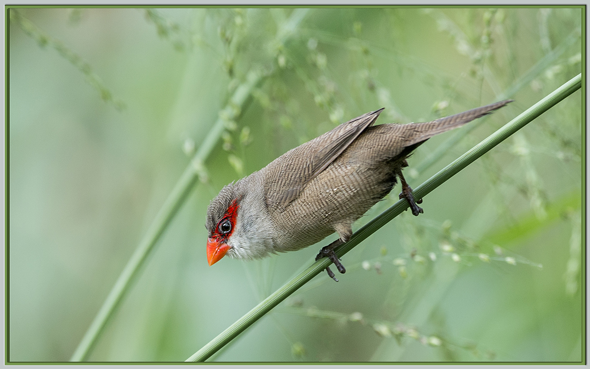 Waxbill