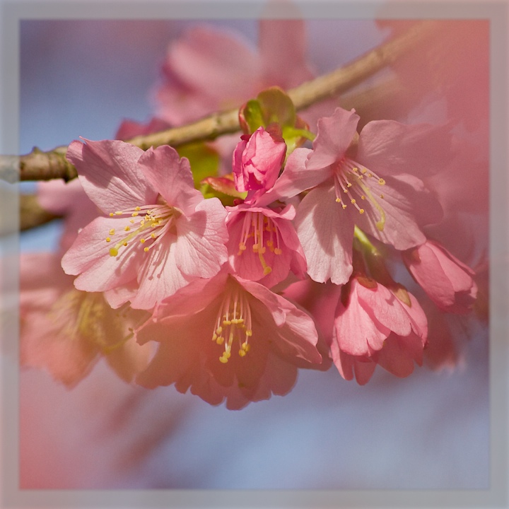 Cherry Blossom #2