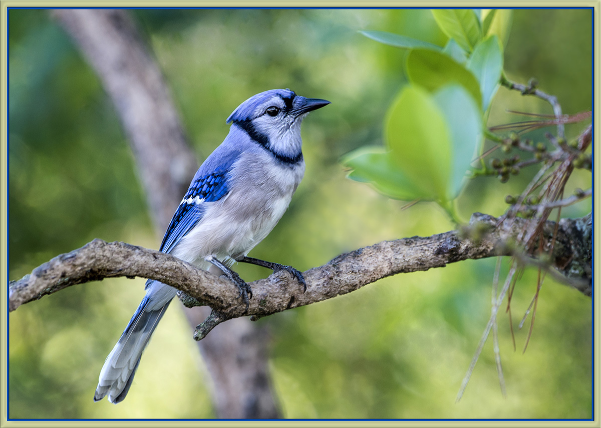Blue Jay (Eastern)