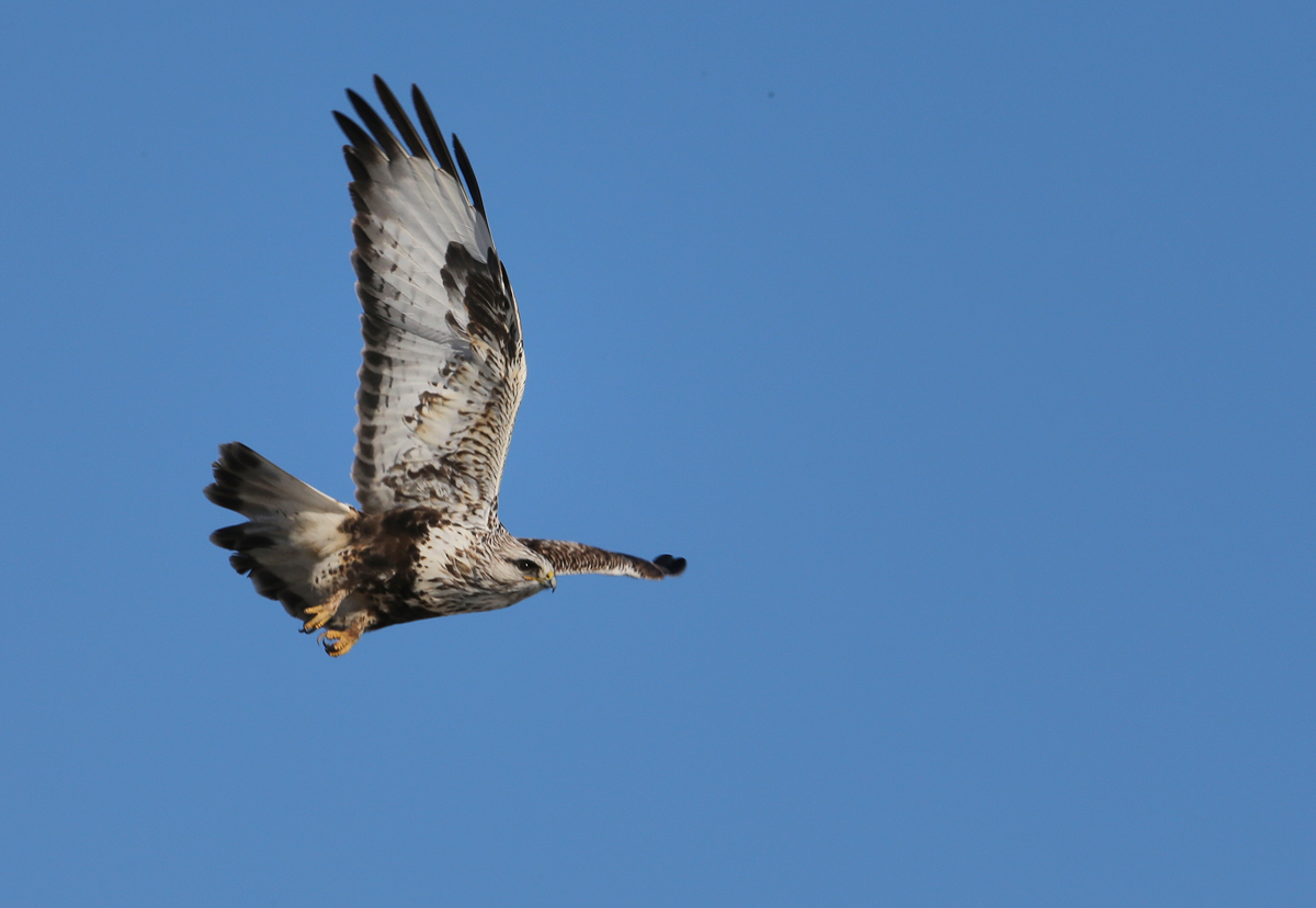 Rough-legged Hawk