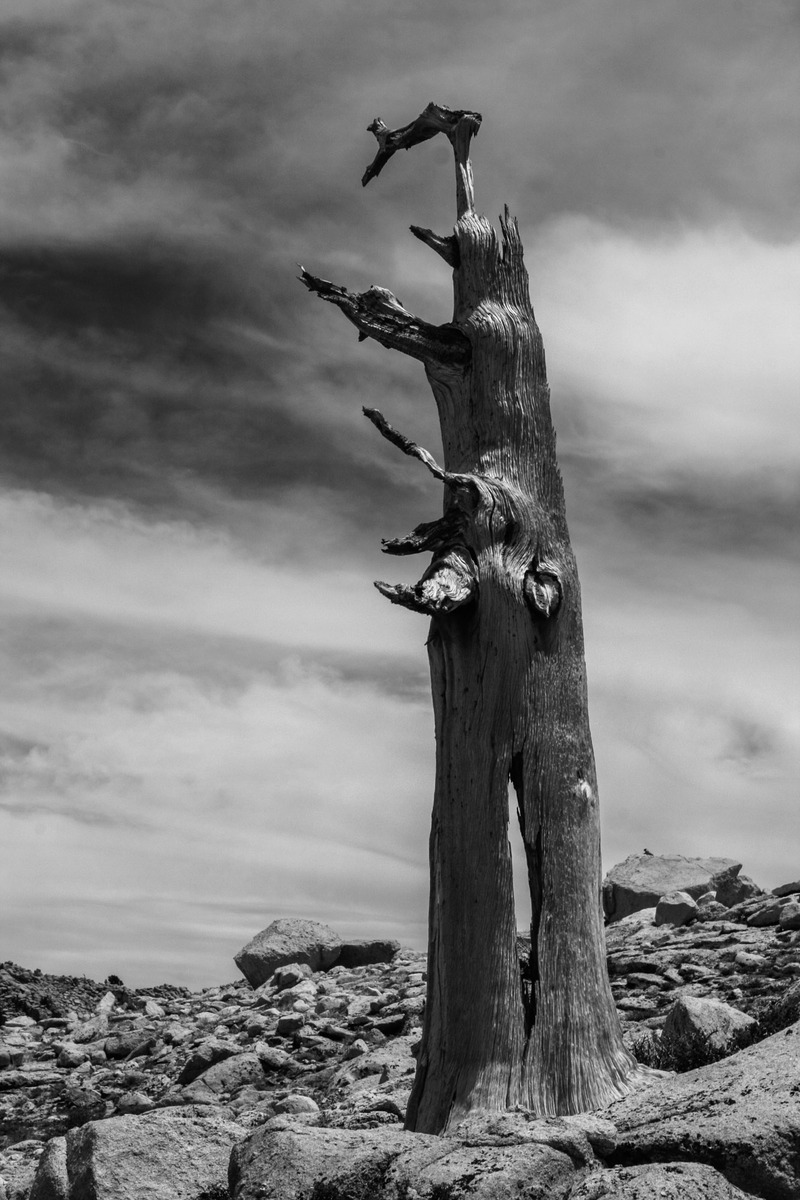 Robo-tree-W.C.