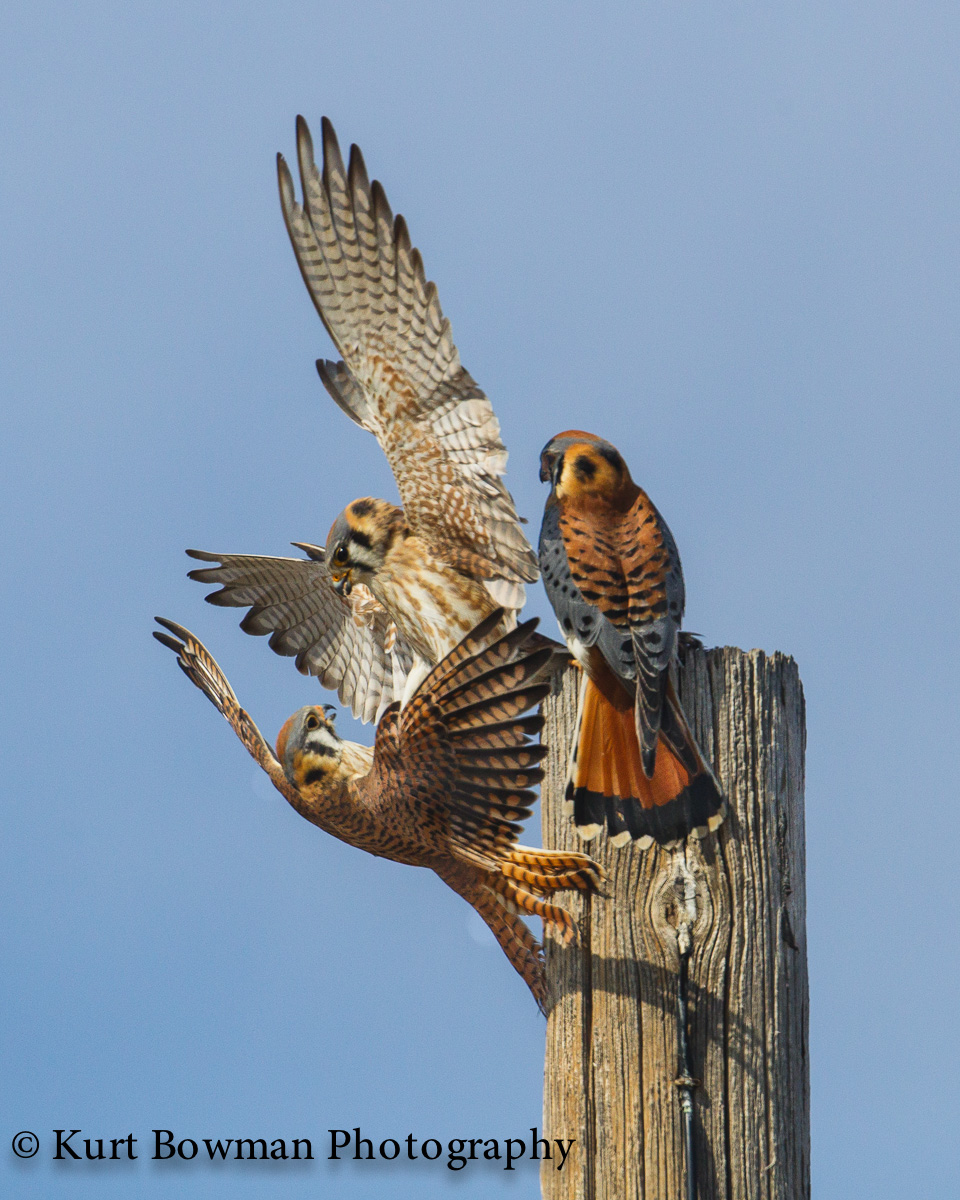 American Kestrel Trio