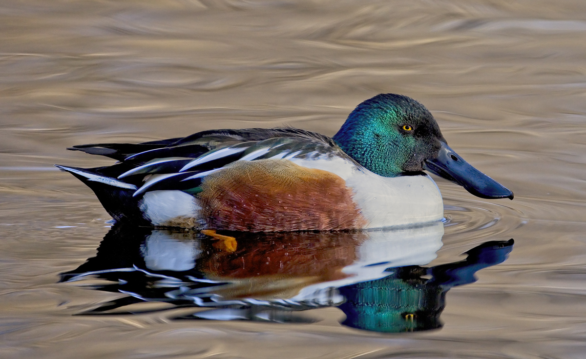 Handsome Shoveler