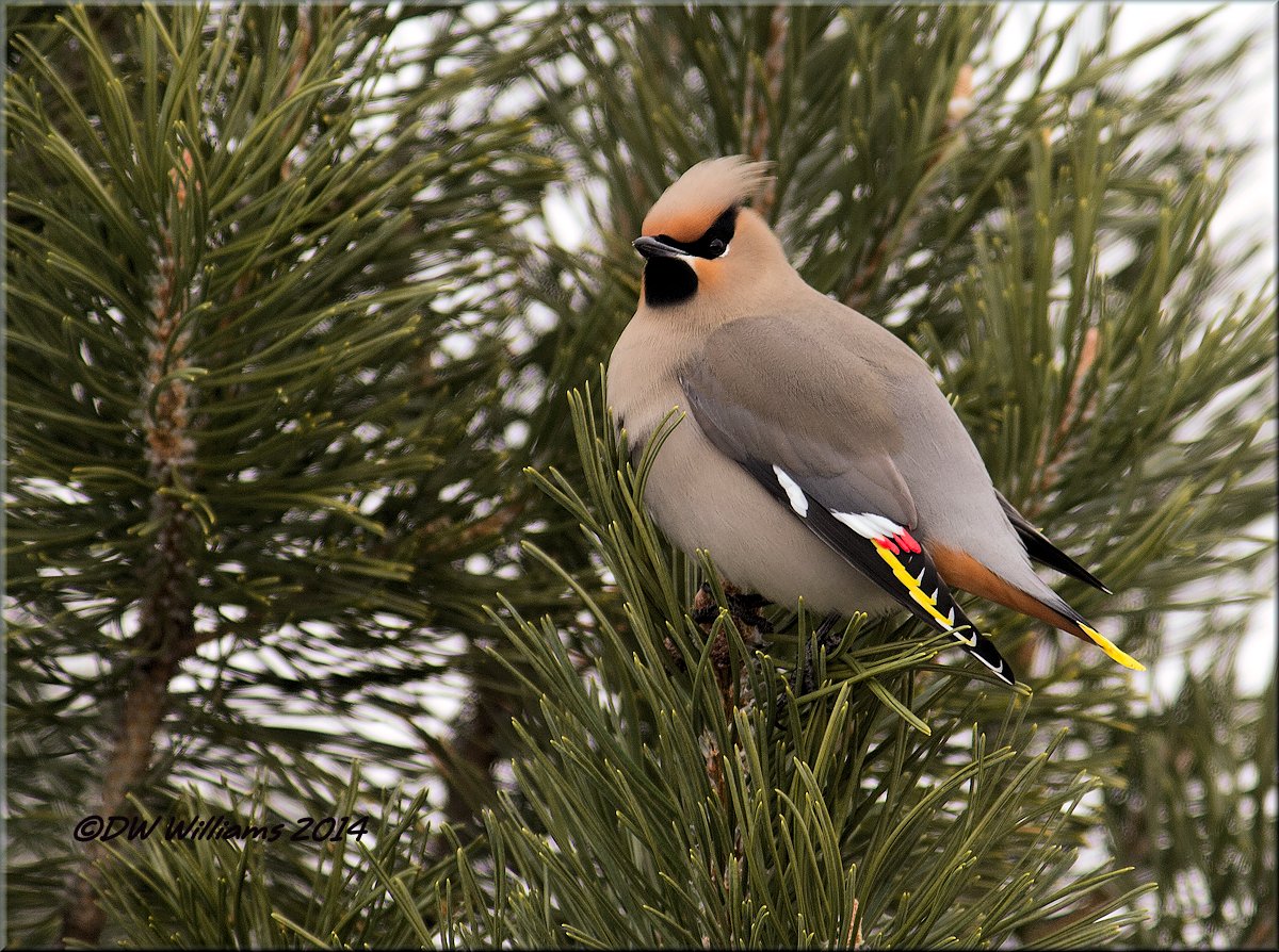 Bohemian Waxwing