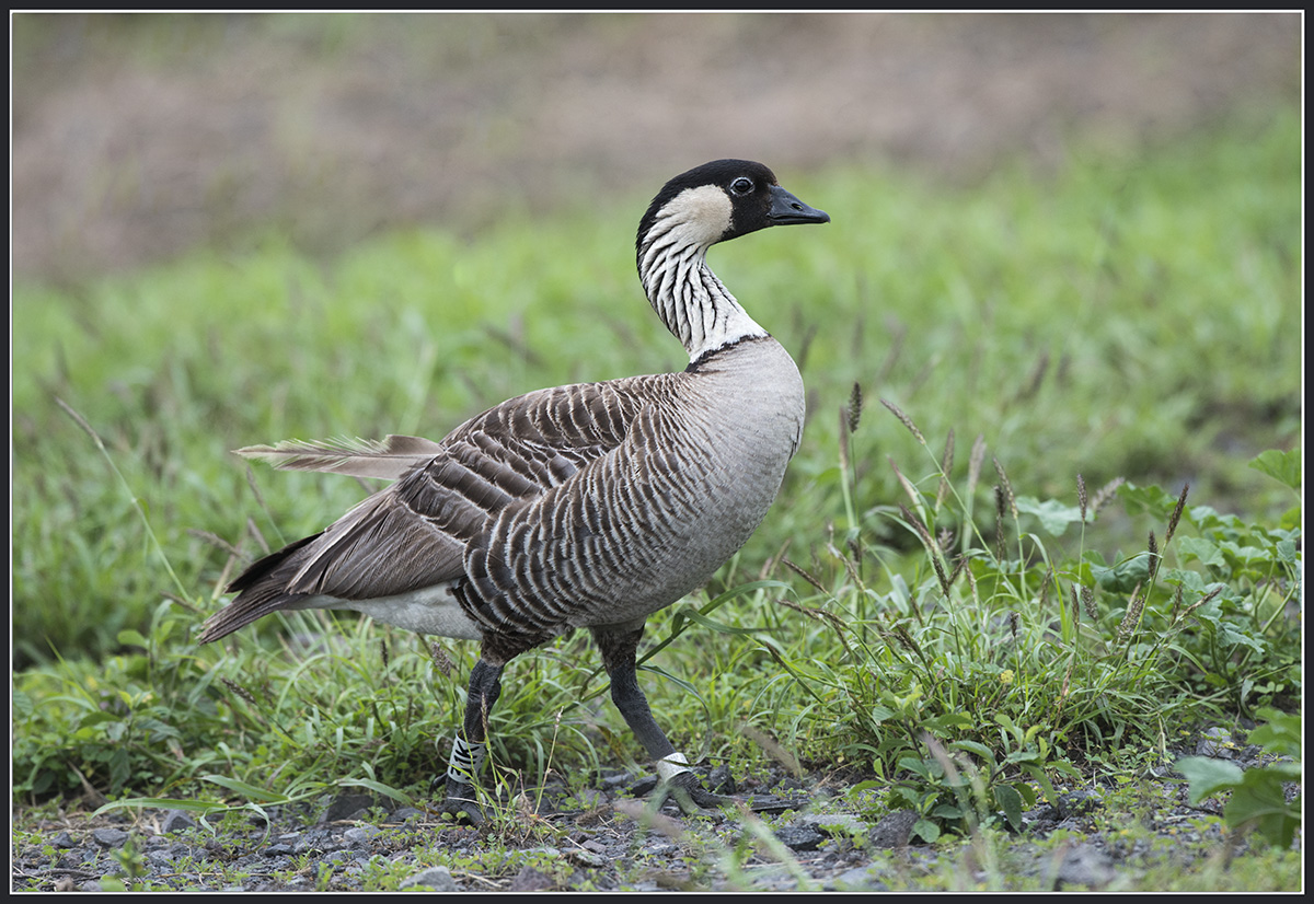 NeNe