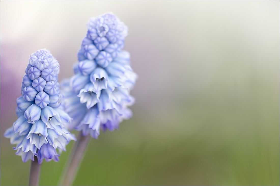 Muscari 1