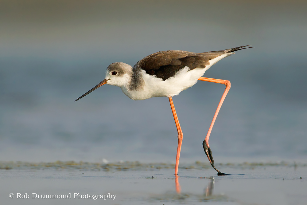 Black-winged Stilt