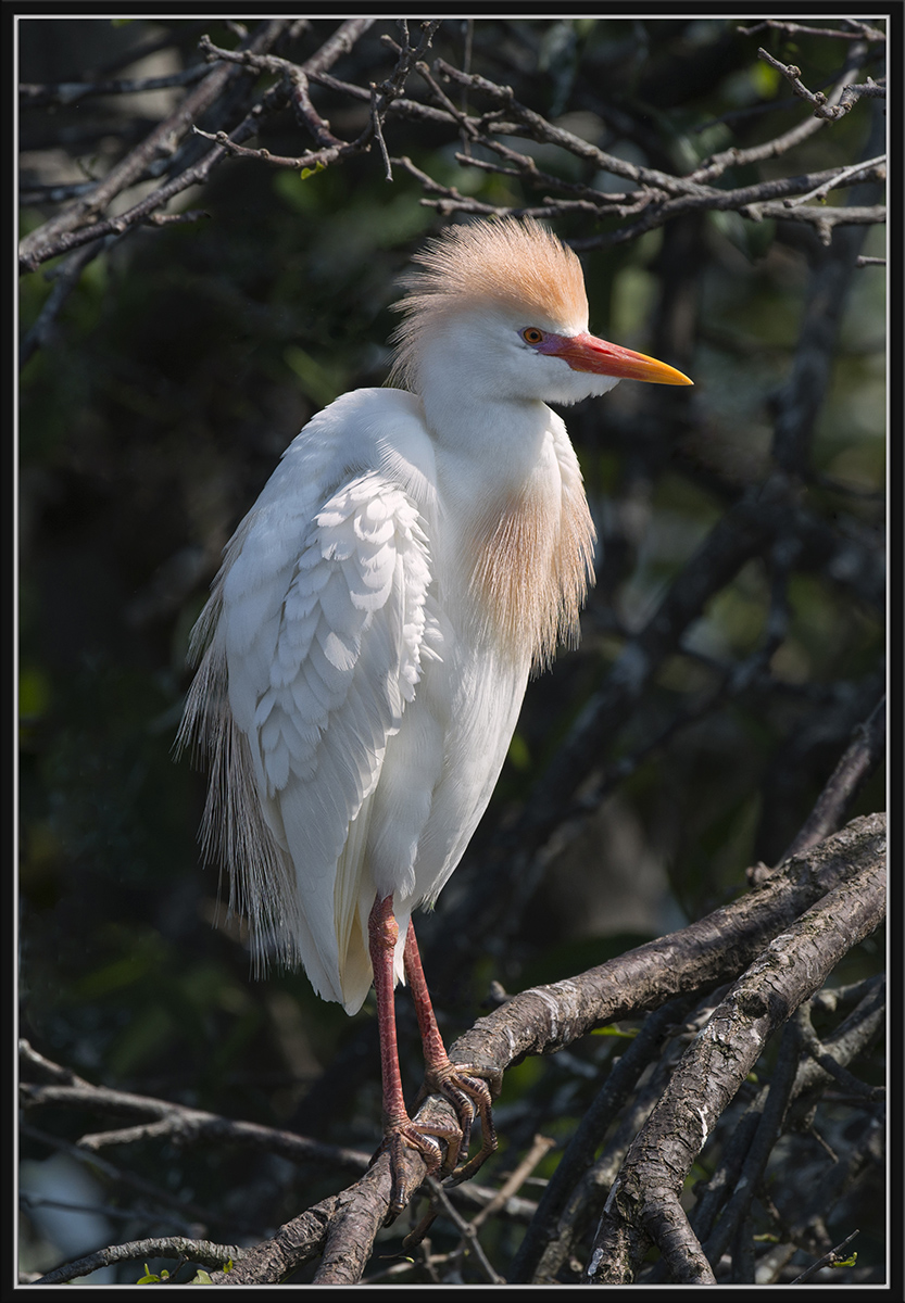 Cattle Egret