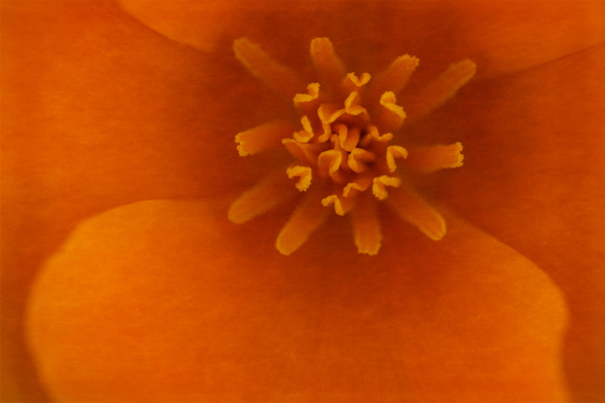 Textured Poppy