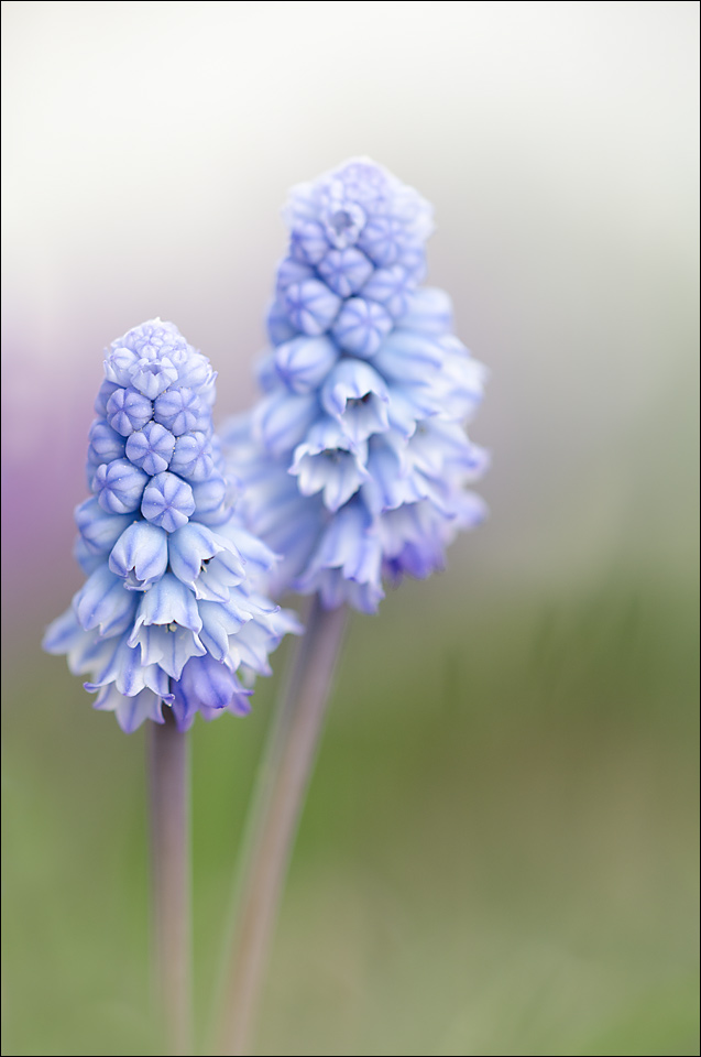 Muscari 2