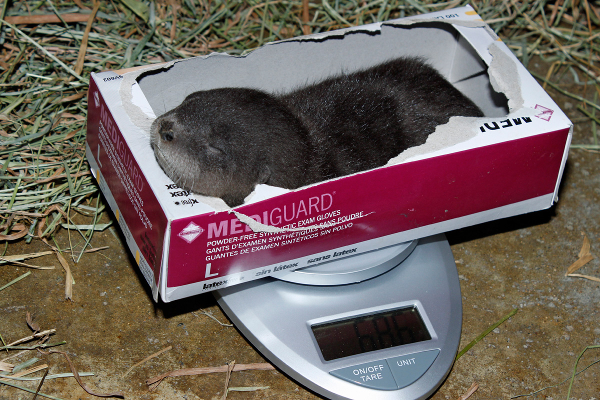 Weigh in
