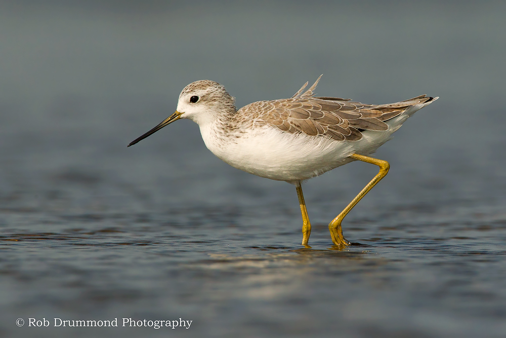 Marsh Sandpiper