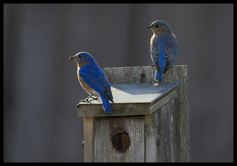 Eastern Blue Birds