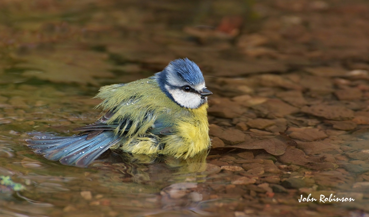 Fluffy Blue Tit