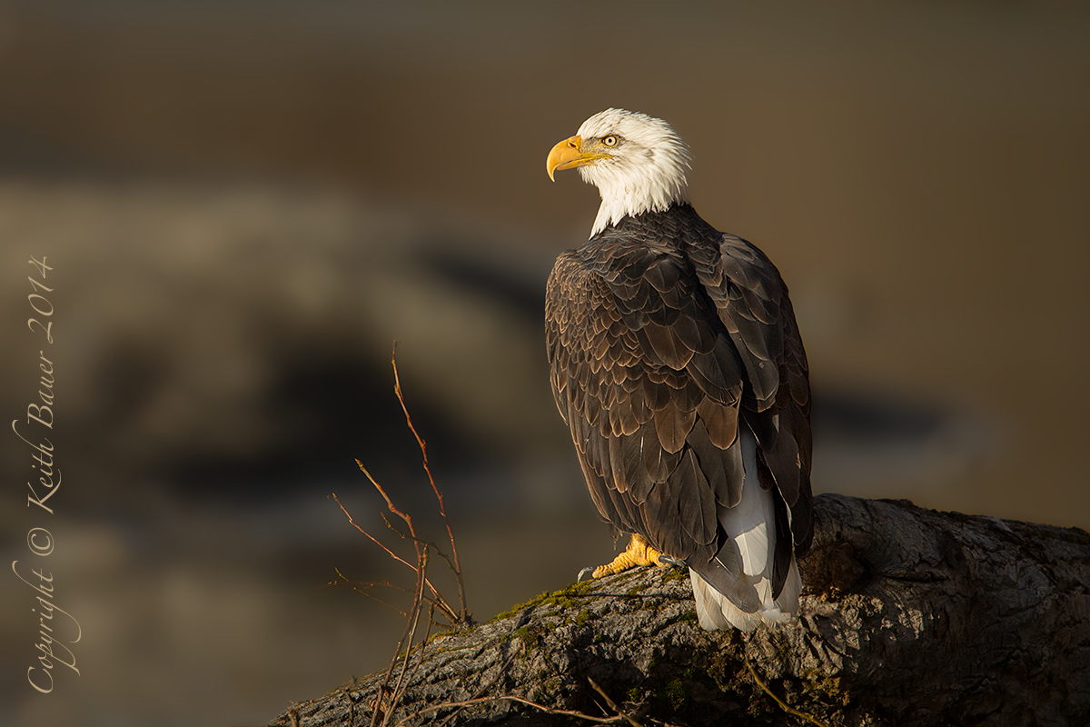 Regal Pose
