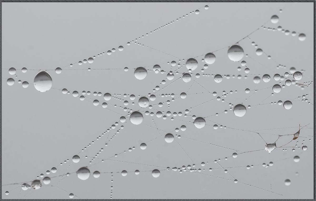 Dew Drops