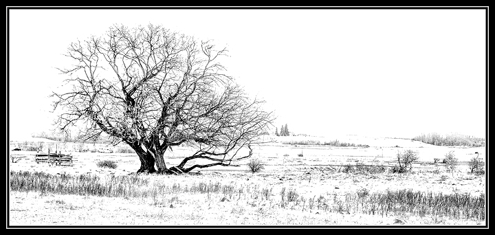 Lone Tree