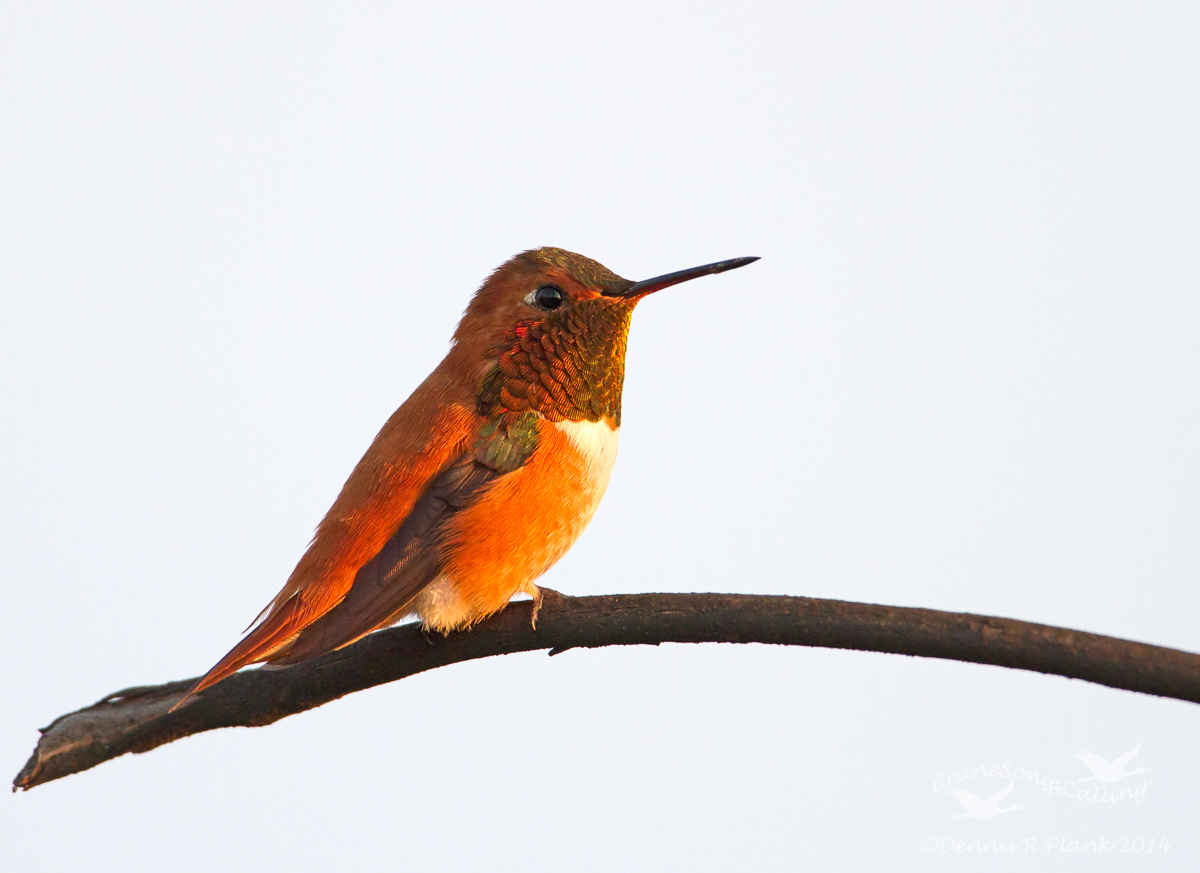 Rufous Hummingbird & RP