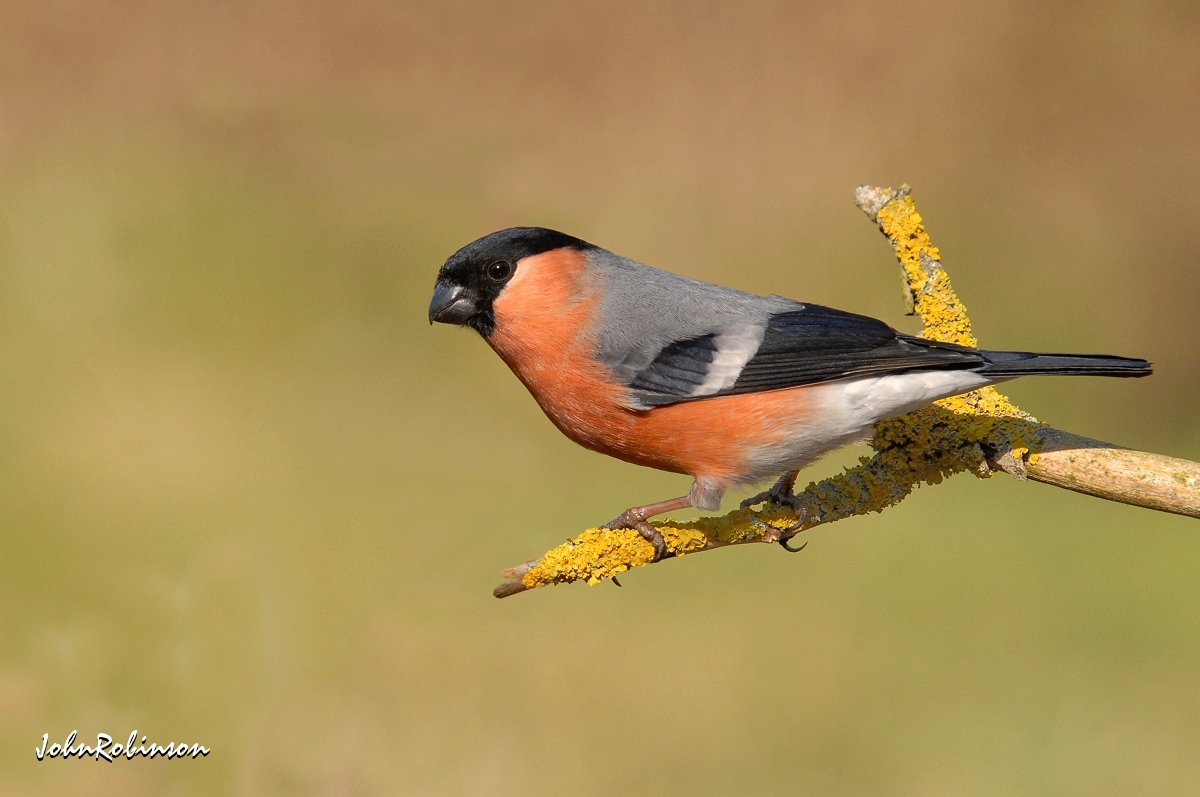 Bullfinch