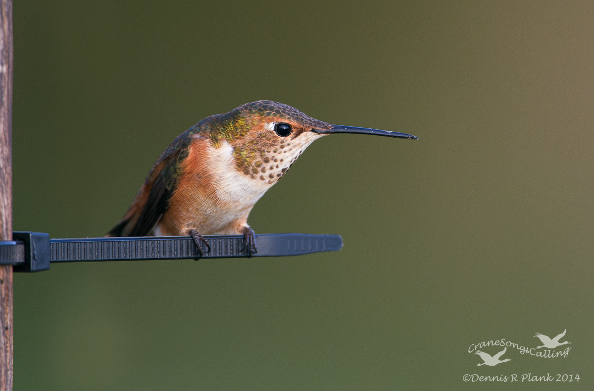 Rufous Hummingbird