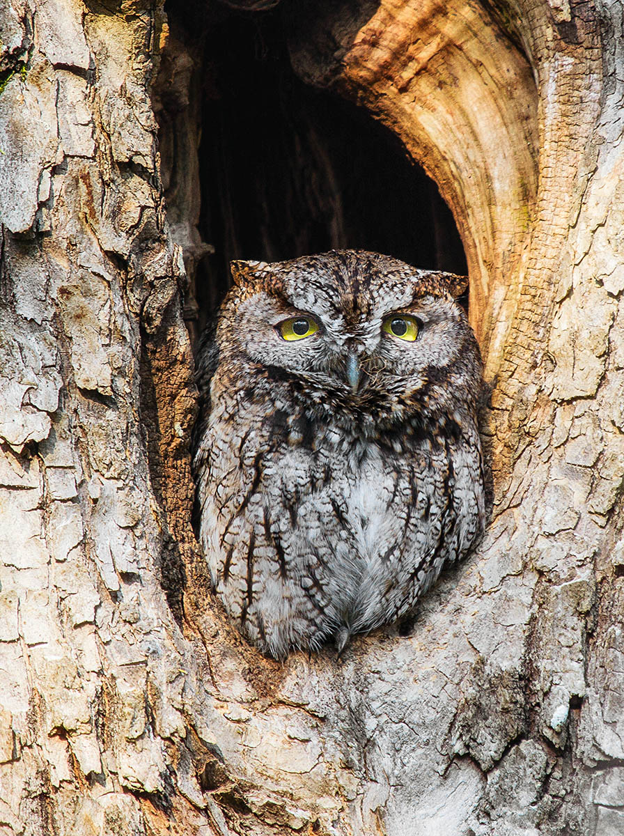 Western Screech Owl + Re-post per suggestions