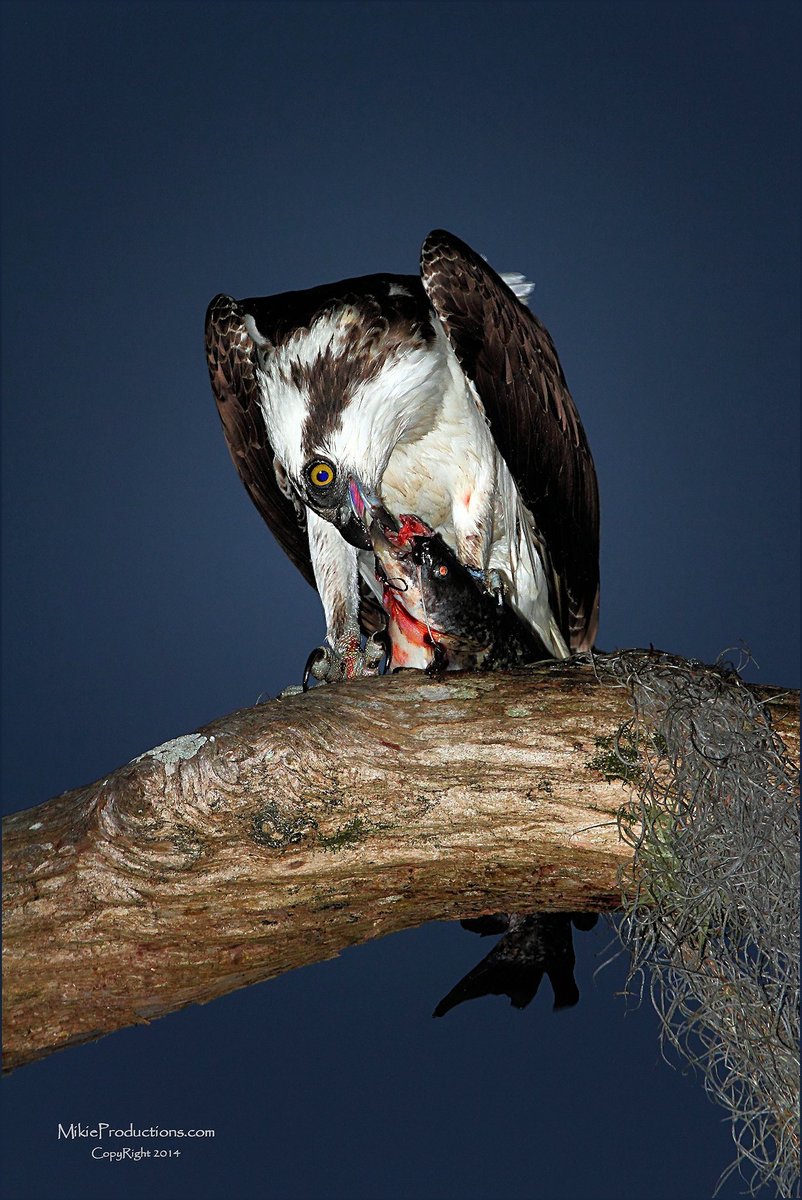 ‘Kiss of Death’
