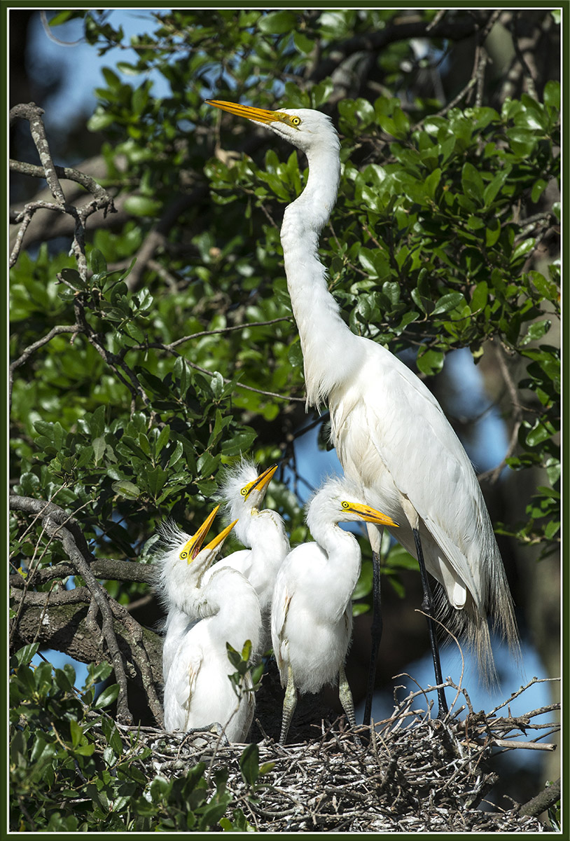 Great Egret with Chicks