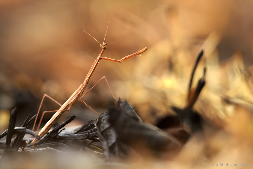 Parched Land