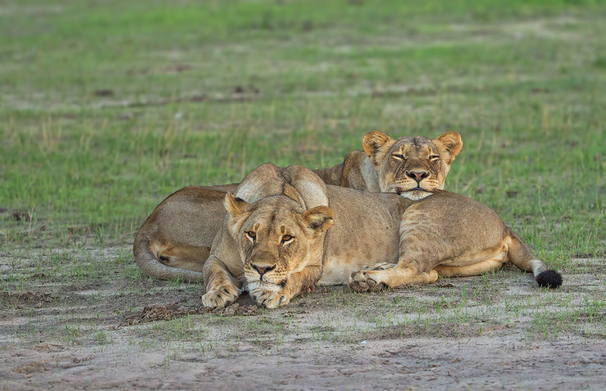 Resting Lionesses