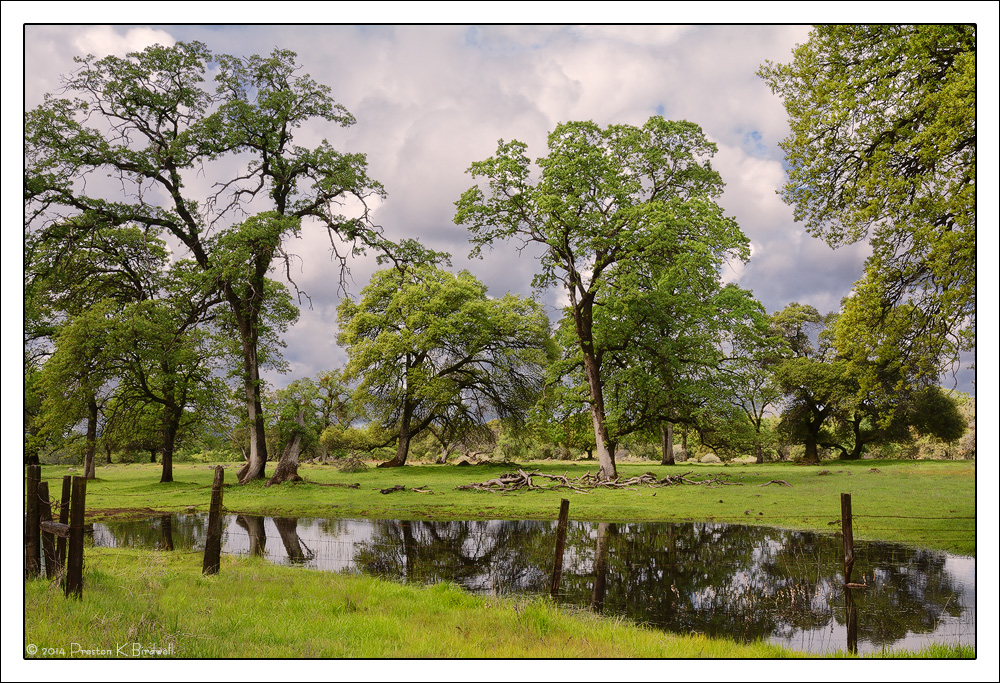 Oaks and Vernal Pool