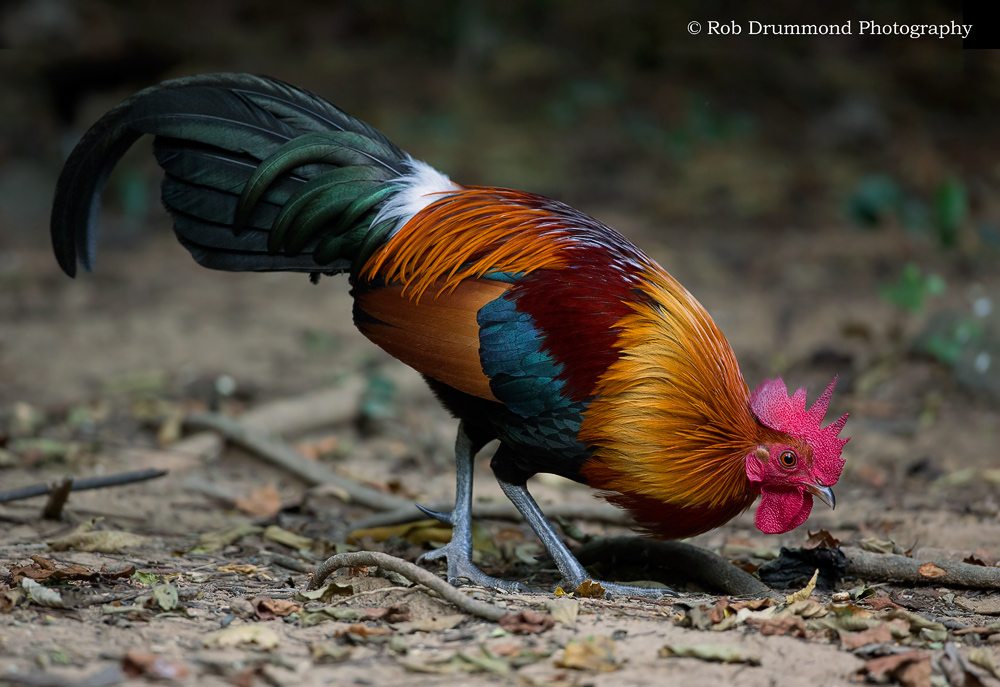 The humble chook