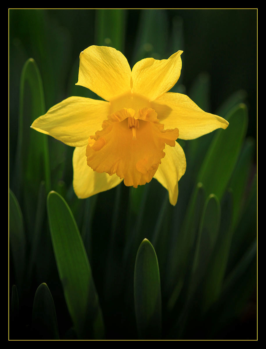 Backlit Daffodil