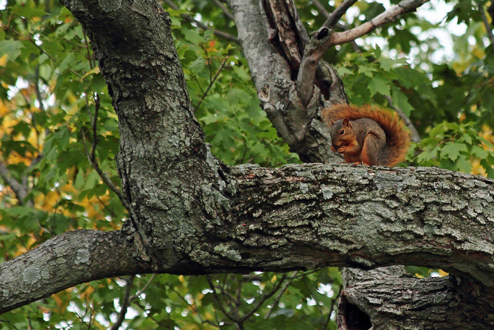 Snack tree
