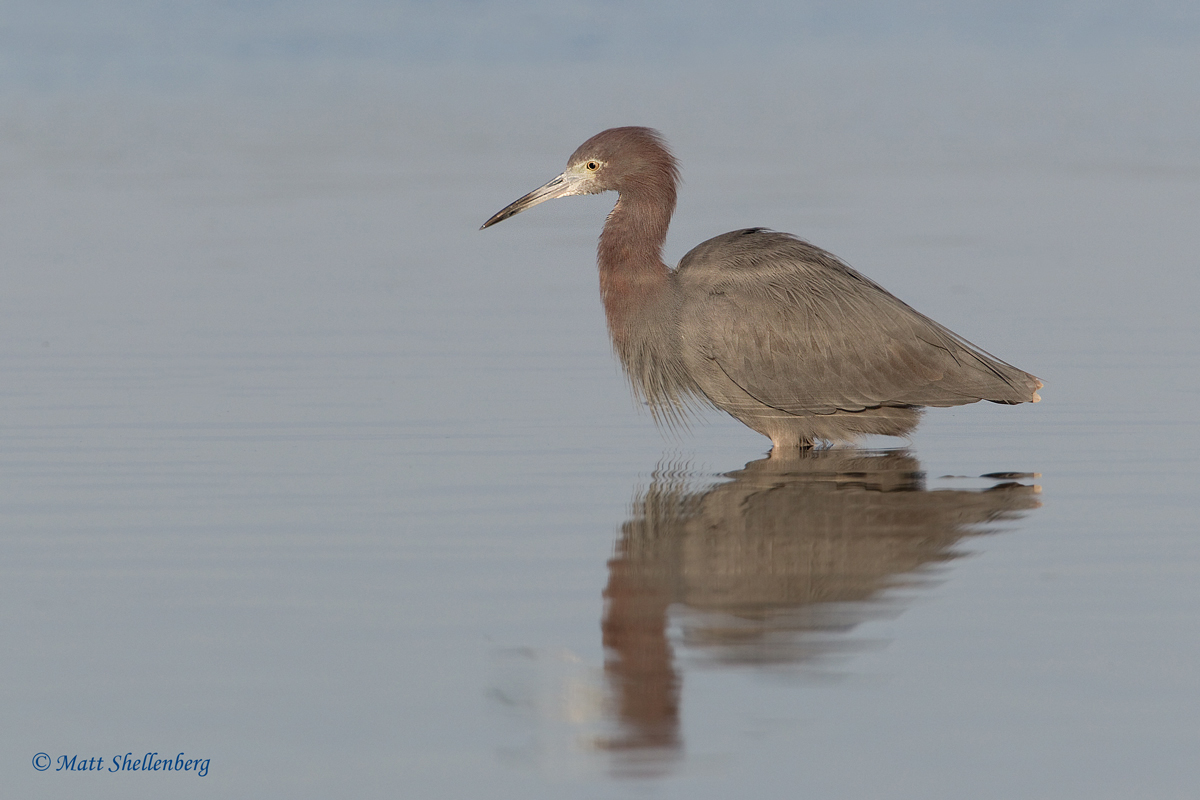 Little Blue Heron