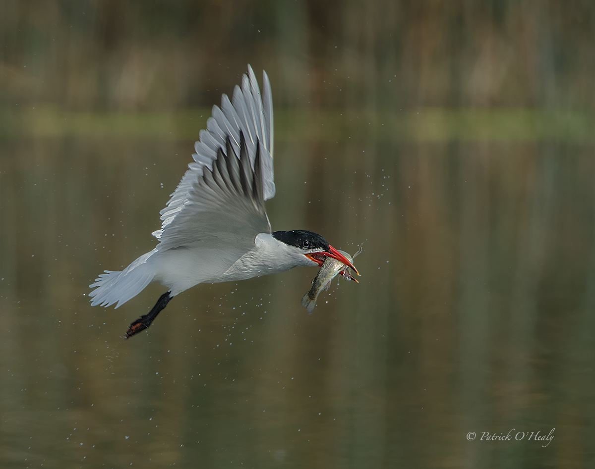 Trout Tern