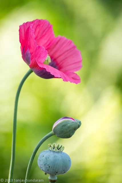 Poppy - Generations