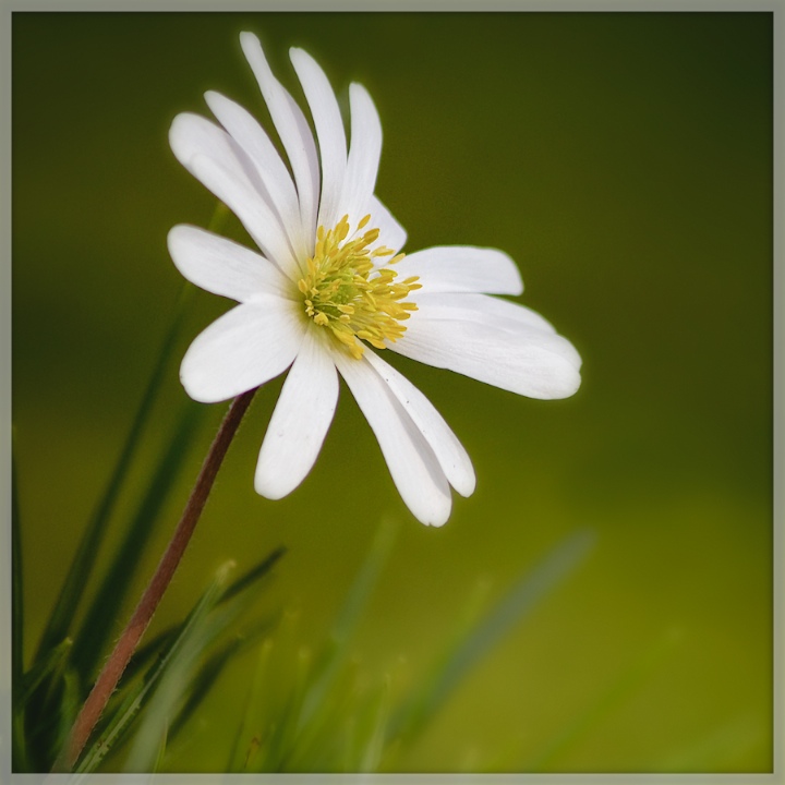 Wood Anemone
