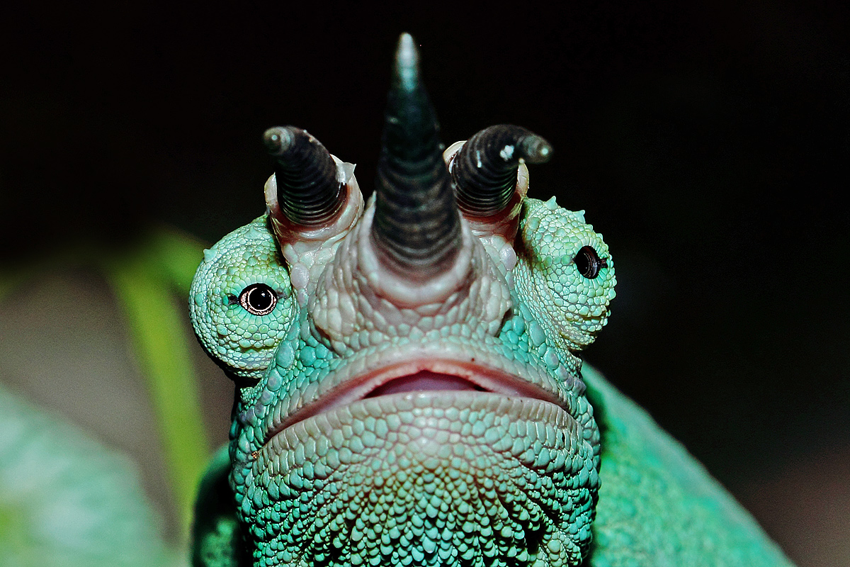 Eye Front 
