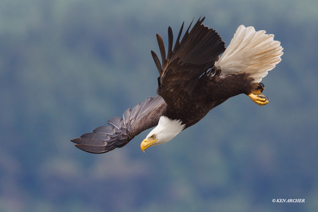 Bald Eagle Diving