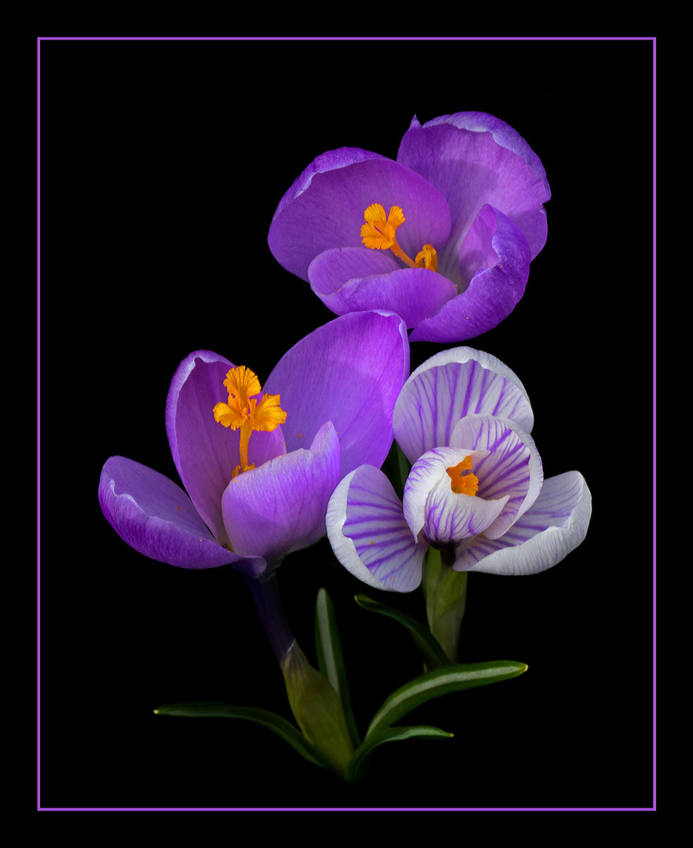 Spring Trio
