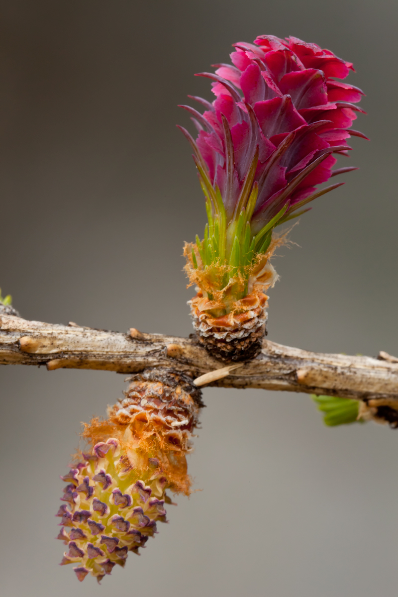 Larch "flowers"