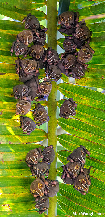 Tent-Making Bats