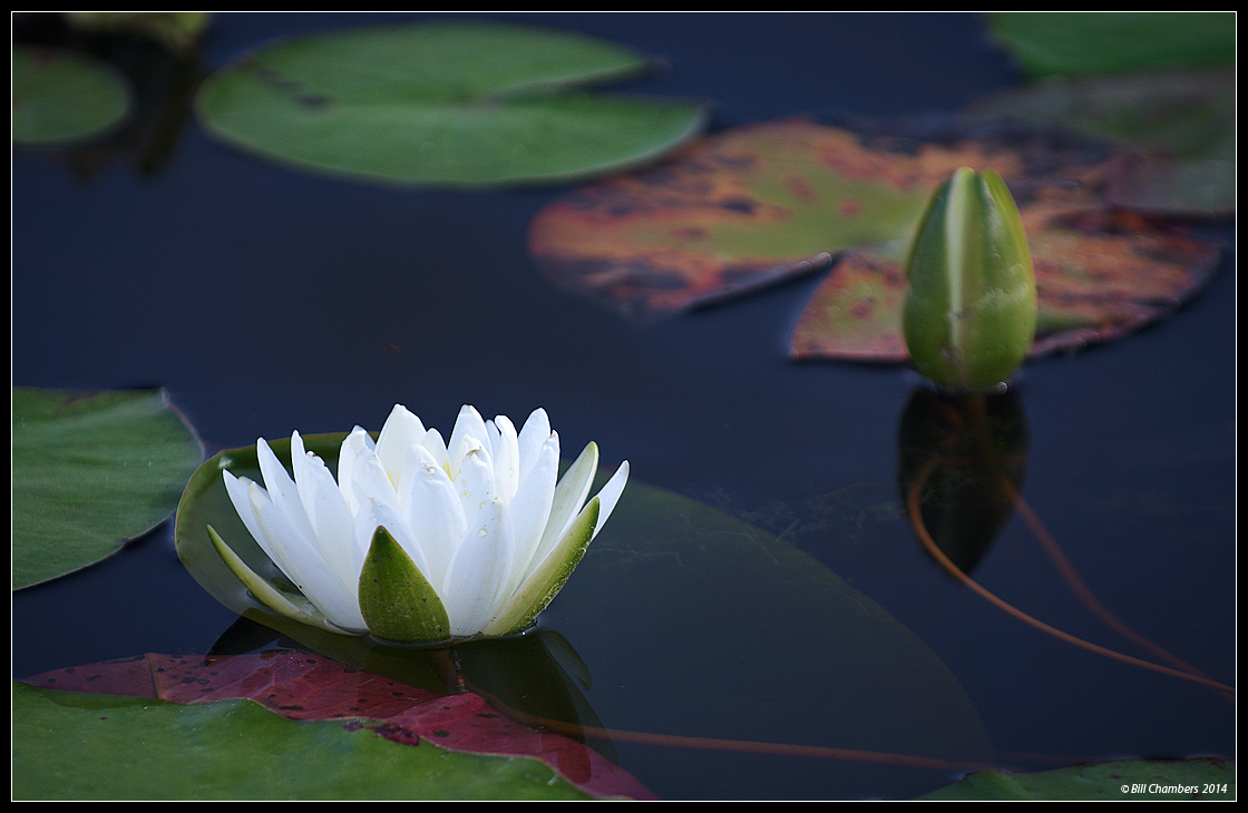 Water Lily