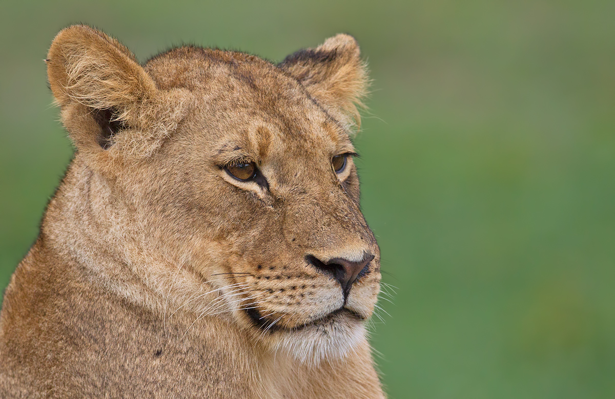 Young Lion Portrait